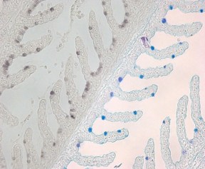 illustration PandB2readjusted